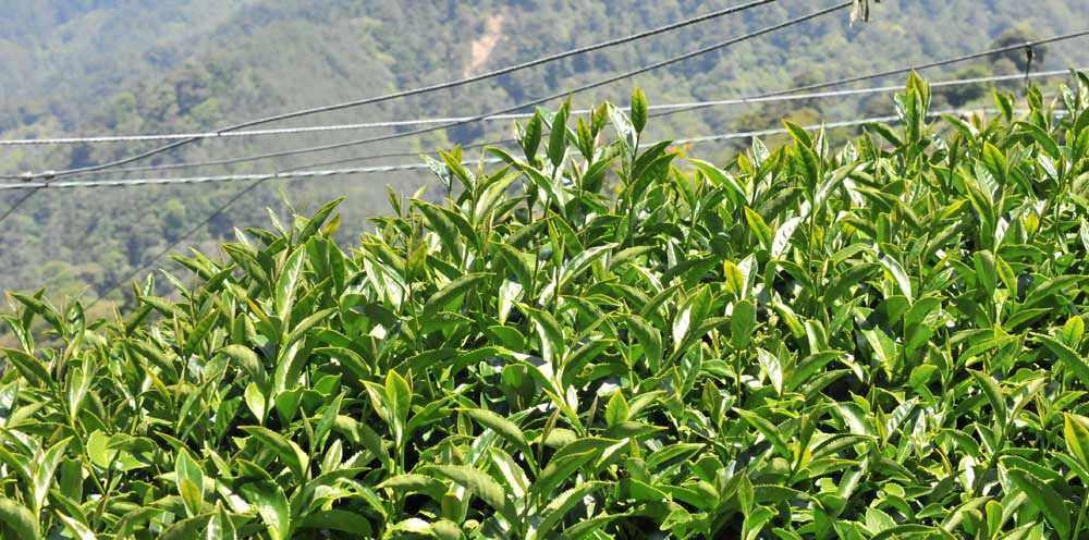 最新茶叶品种引领产业革新，迈向新时代茶韵之巅